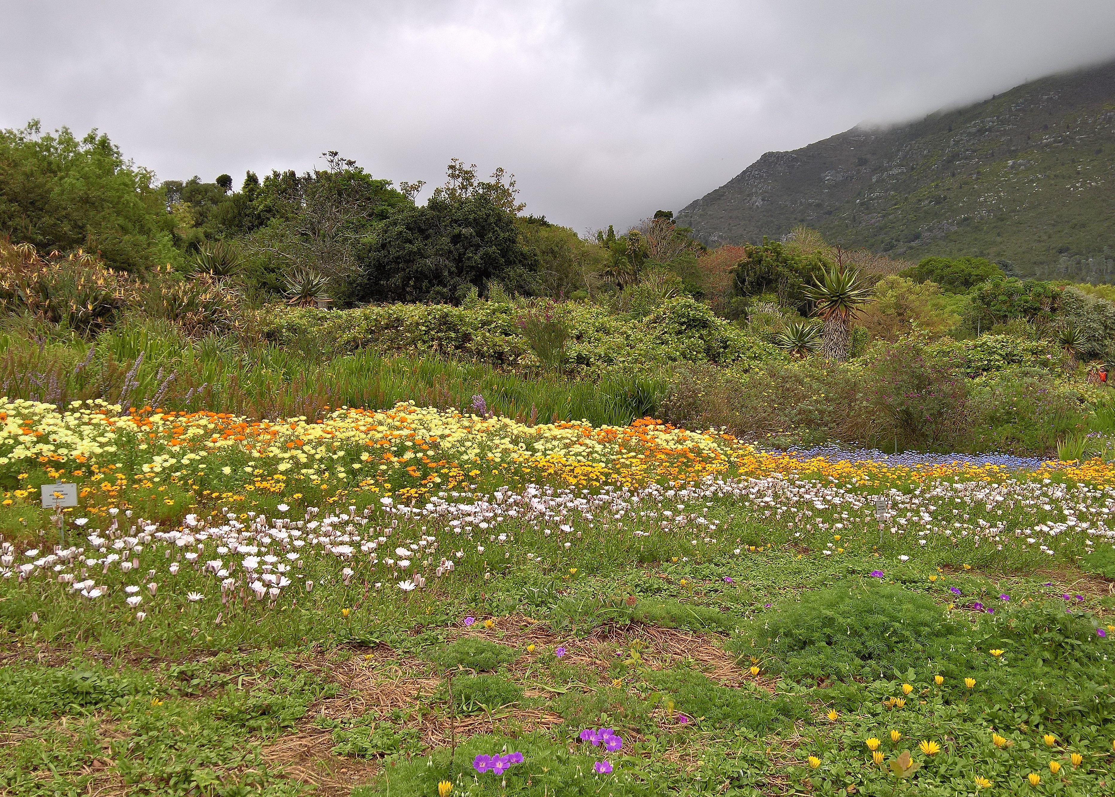 Jardins Botaniques Nationaux de Kirstenbosch, autre fynbos fleuri, Cape Town, Afrique du Sud.
